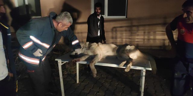 Bingöl'de kafası demir korkuluğa sıkışan köpek kurtarıldı
