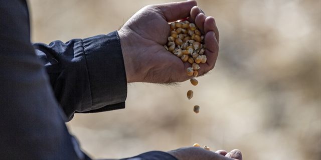 Erzurum'da denemesi yapılan "danelik mısır" çiftçilerin yeni gelir kapısı olacak