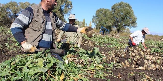 KARS - Köylüler pancarın tarlada kalmaması için el birliğiyle hasat yapıyor