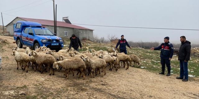 Darende'de kayıp koyunları jandarma dron ile buldu
