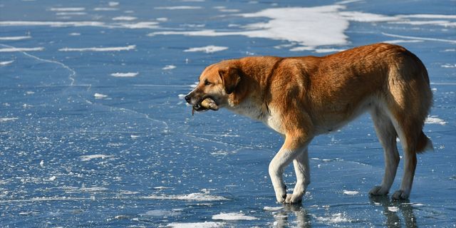 ARDAHAN - Buzla kaplı göl üzerindeki test sürüşüne sporcular da patenle eşlik etti