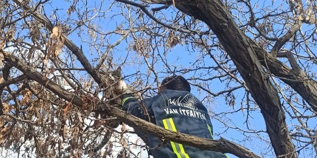 Van'da ağaçta mahsur kalan kediyi itfaiye ekipleri kurtardı