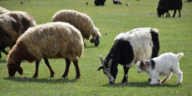 Hakkarili besiciler baharın gelmesiyle hayvanlarını meralara çıkarmaya başladı