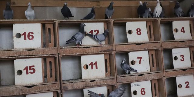 OSMANİYE - Depremde kümesleri yıkılan posta güvercini yetiştiricileri destek bekliyor