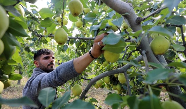 Bahçesindeki fidandan kısa sürede verim alınca armut üreticisi oldu