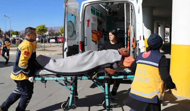 Erzincan'da ayının saldırdığı kişi yaralandı