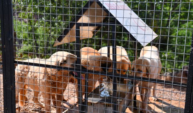 Özer, tebrik için çiçek göndermek yerine bağış yapılmasını istedi