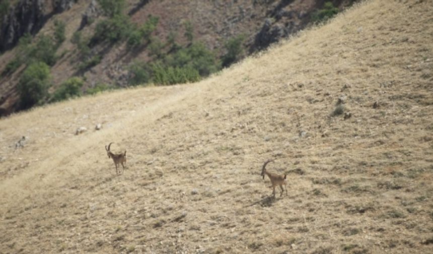 Popülasyonu artan nesli tehlike altındaki yaban keçileri Tunceli'ye güzellik katıyor