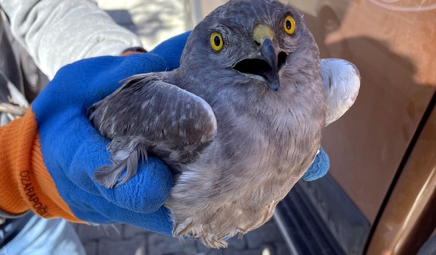 ARDAHAN - Yaralı bulunan Çayır Delicesi kuşu tedavi altına alındı