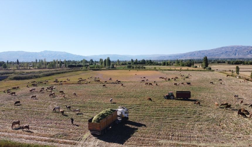 Erzincan Ovası'nda silajlık mısırın üretim alanı genişliyor