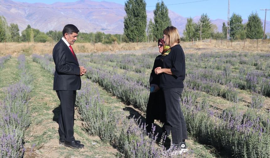 Erzincan'da deneme amaçlı ekilen lavanta çiftçiye alternatif ürün olacak