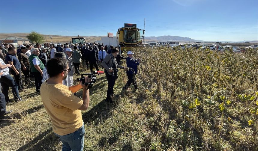 Erzurum'un 2300 rakımlı Daphan Ovası'nda ayçiçeği hasadına başlandı