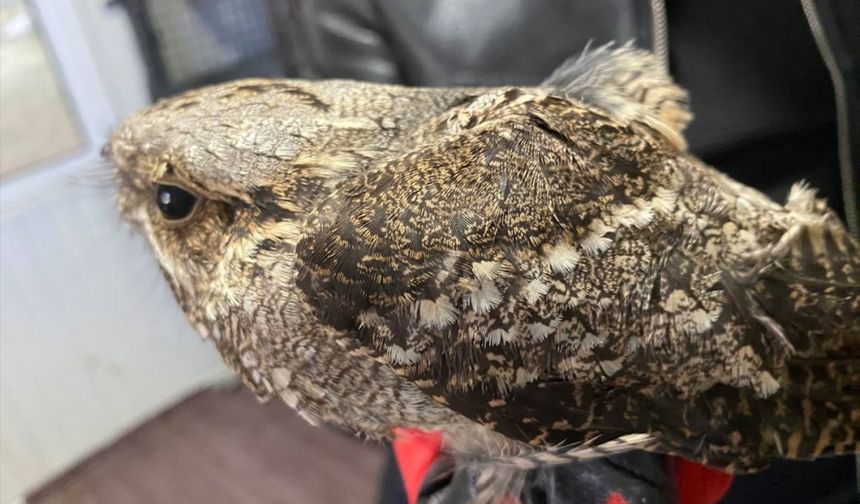 Erzurum'da tedavisi tamamlanan çobanaldatan kuşu doğaya salındı