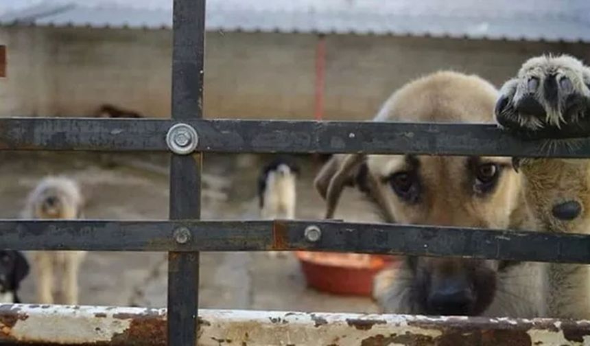 Konya'daki barınakta yaşanan vahşete Dersim’den tepki